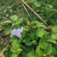 Ruellia prostrata Poir.